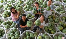 西藏网红视频500部吃瓜,500部视频带你尝遍特色瓜果